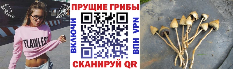 где найти наркотики  Кудрово  Галлюциногенные грибы ЛСД 