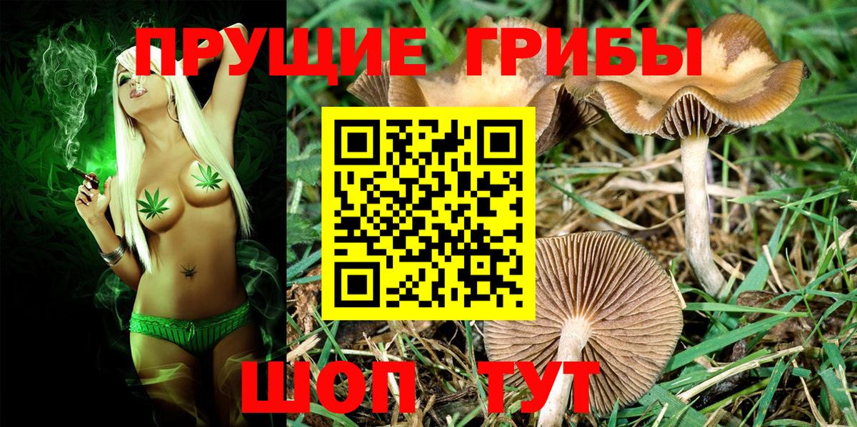Псилоцибиновые грибы мицелий Кудрово